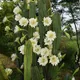 Cereus jamacaru