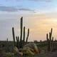 Cereus repandus