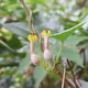 Ceropegia candelabrum