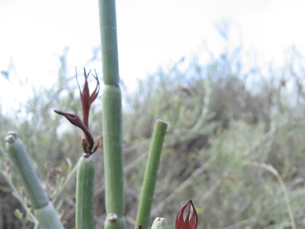 Ceropegia fusca