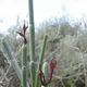 Ceropegia fusca