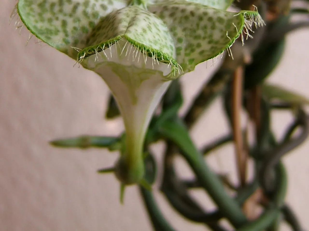 Ceropegia sandersonii