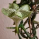 Ceropegia sandersonii