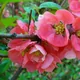 Japanese flowering-quince