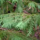Lawson cypress