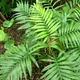 Parlour palm