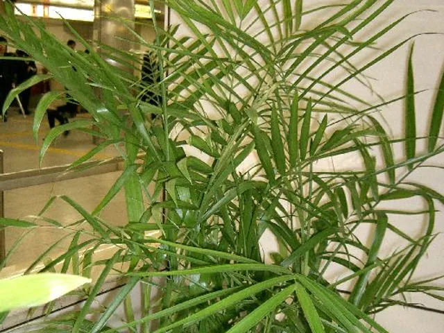 Bamboo palm