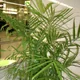 Bamboo palm