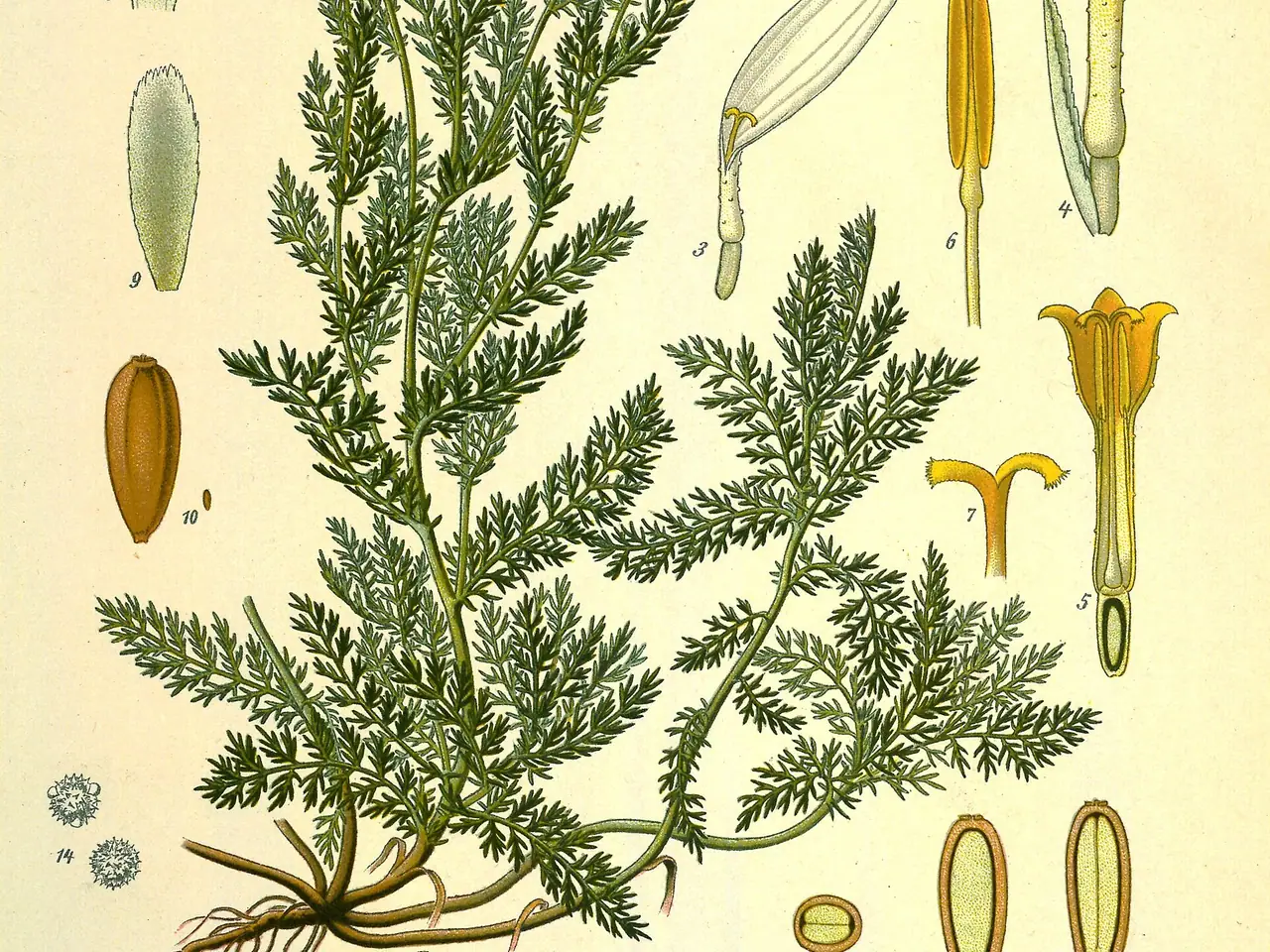 Chamamelum nobile