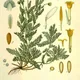 Chamamelum nobile