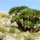 Blue Mediterranean fan palm