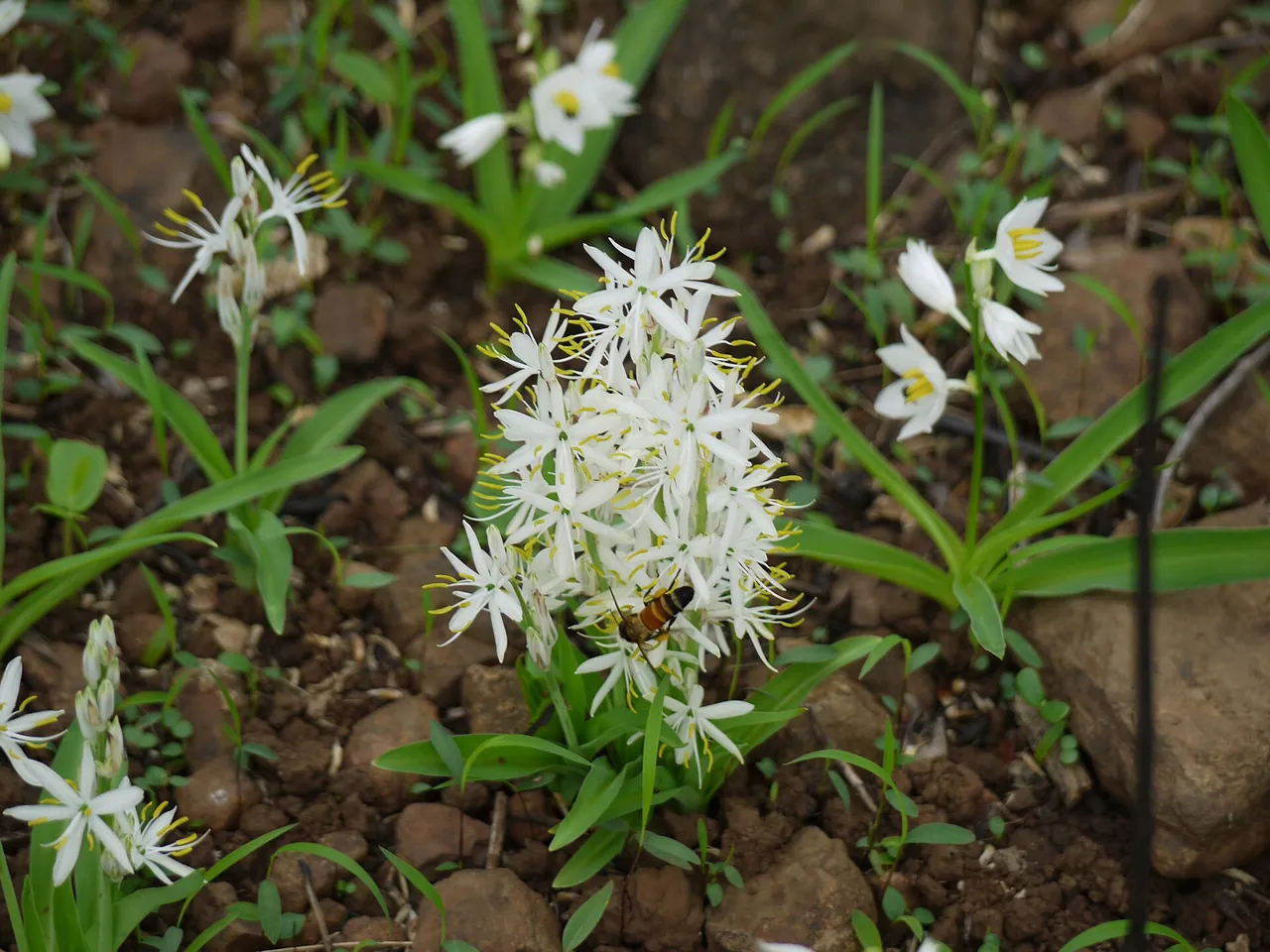 Chlorophytum borivilianum