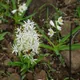 Chlorophytum borivilianum