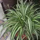 Spider plant