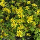 Indian chrysanthemum