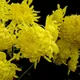 Chrysanthemum morifolium
