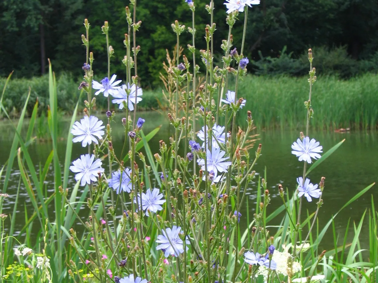 Chicory
