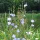 Chicory