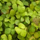 Grape ivy