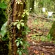 Cissus striata