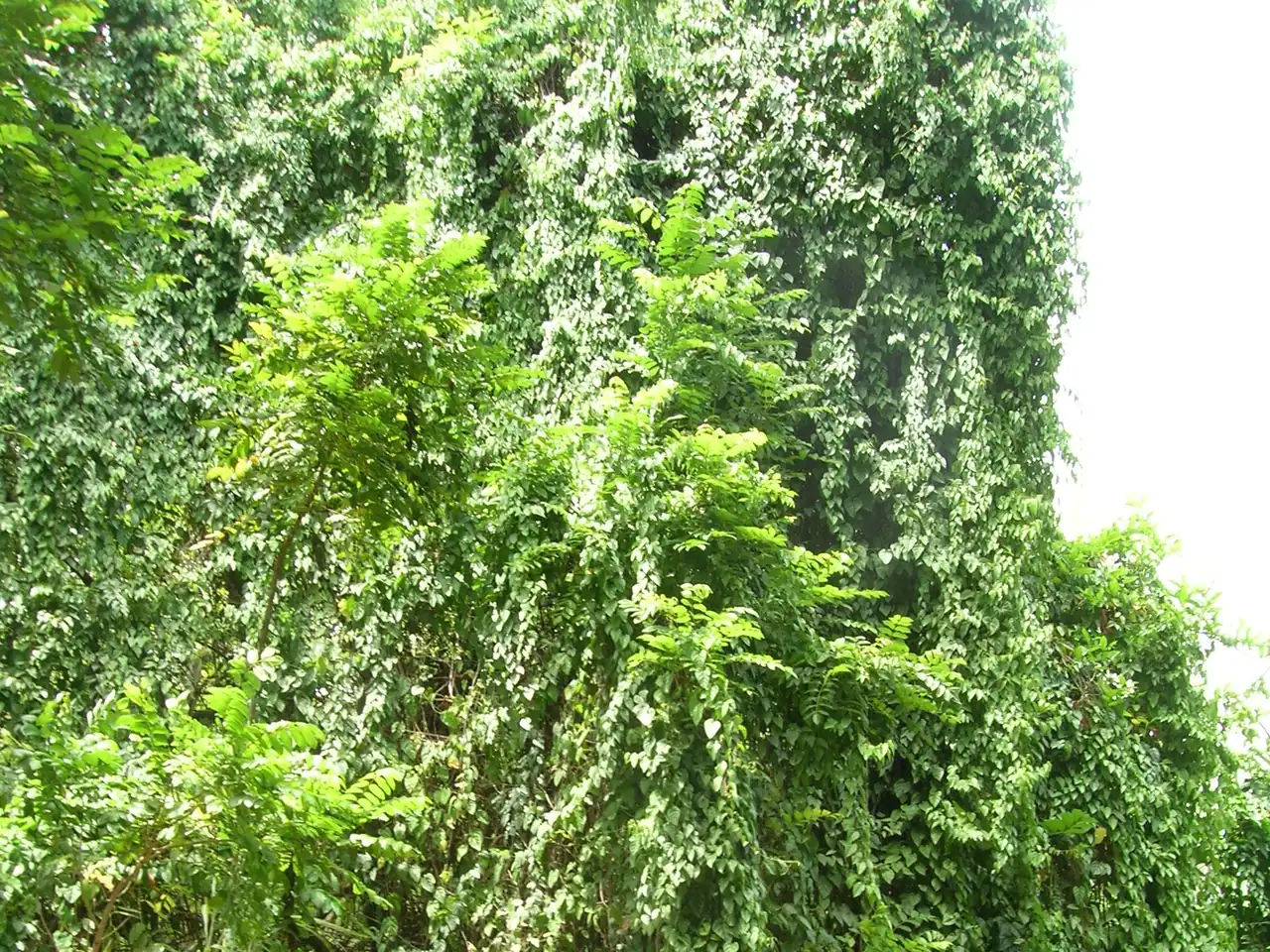 Cissus verticillata