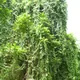 Cissus verticillata
