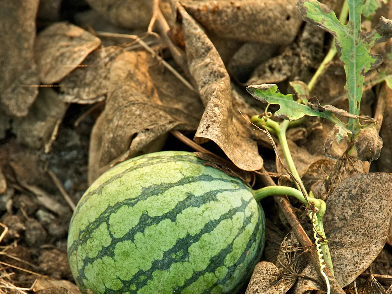 Watermelon
