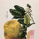 Pomelo