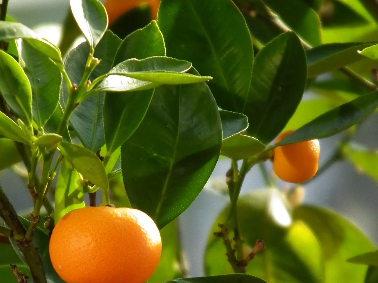 Mandarin