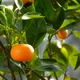 Mandarin