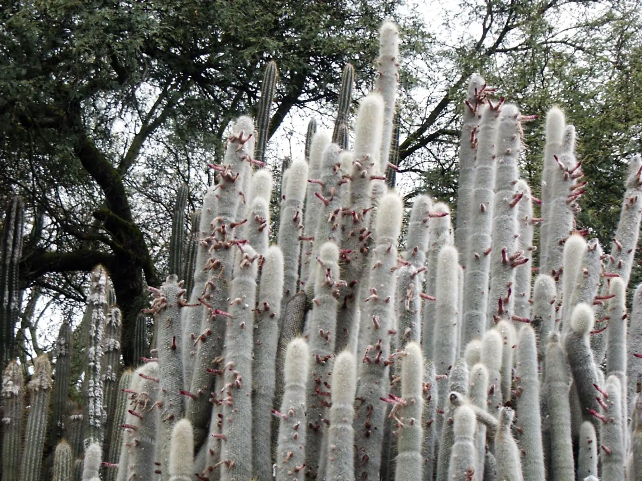 Cleistocactus strausii