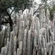 Cleistocactus strausii