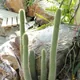 Cleistocactus tominensis