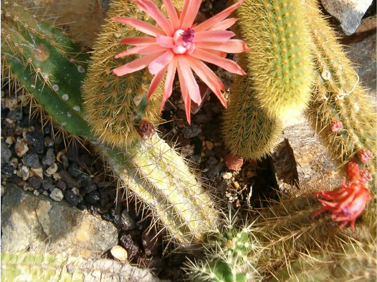 Cleistocactus winteri