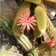 Cleistocactus winteri