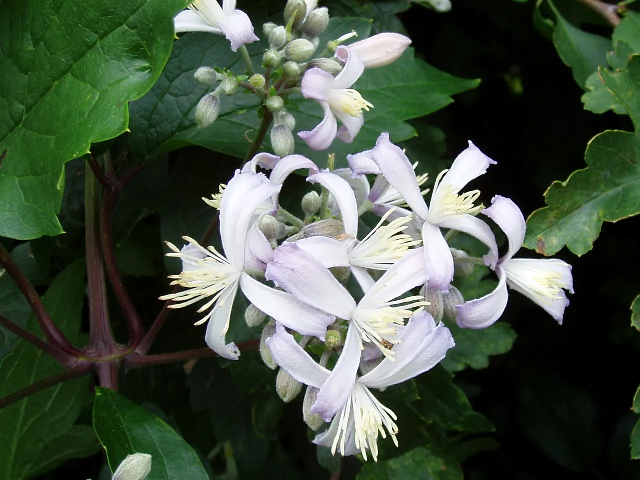 Clematis × jouiniana