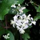 Clematis × jouiniana