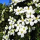 Anemone clematis