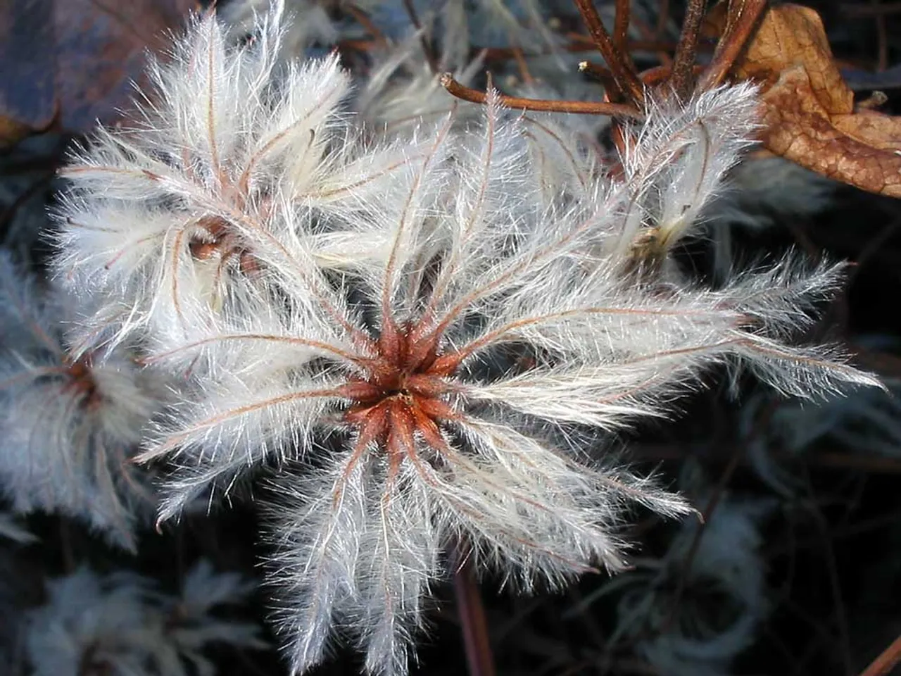 Clematis vitalba