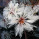 Clematis vitalba