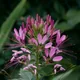 Cleome hassleriana