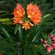 Natal lily