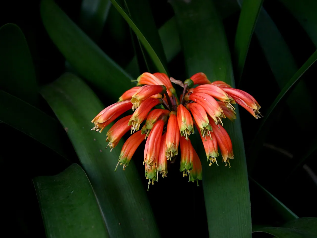 Clivia nobilis