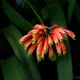 Clivia nobilis