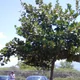 Clusia rosea