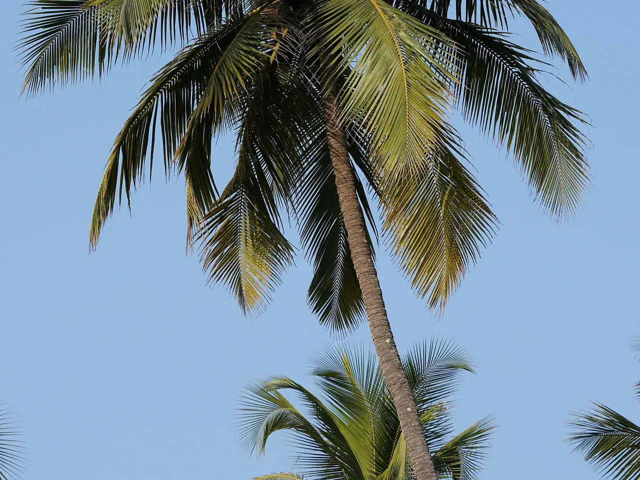 Cocoanut
