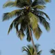 Cocoanut