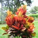 Croton