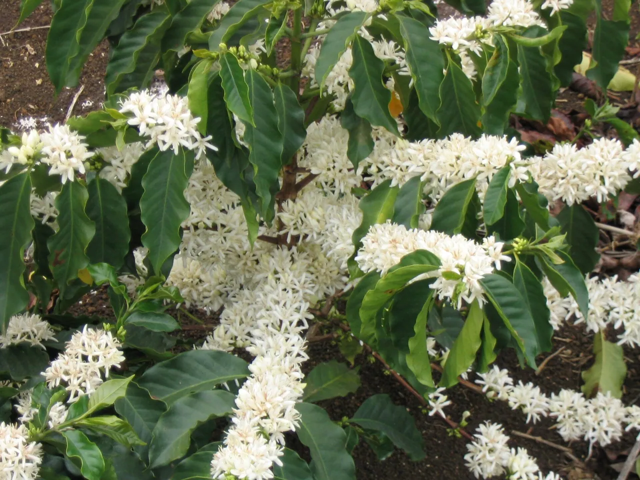 Arabica coffee