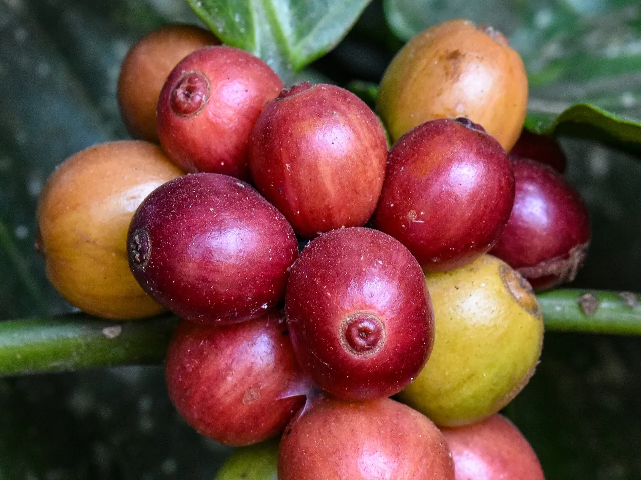 Robusta
